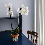 Semesterbostad Casa Sabina - Anacapri (Isola di Capri)